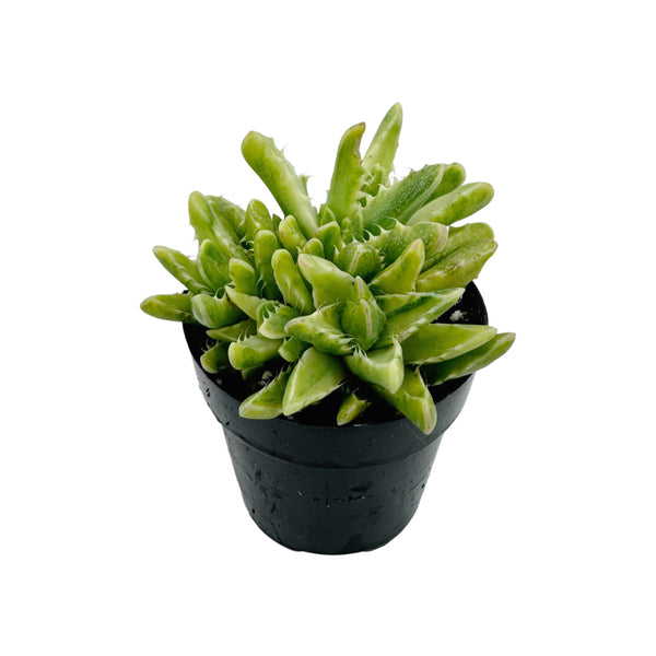 Faucaria Tigrina Variegata | Variegated Tiger Jaw - Lazy Gardens