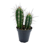 Stetsonia coryne | Toothpick Cactus - Lazy Gardens