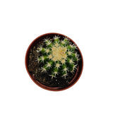 Echinocactus grusonii intermedius | Short spined Golden Barrel Cactus