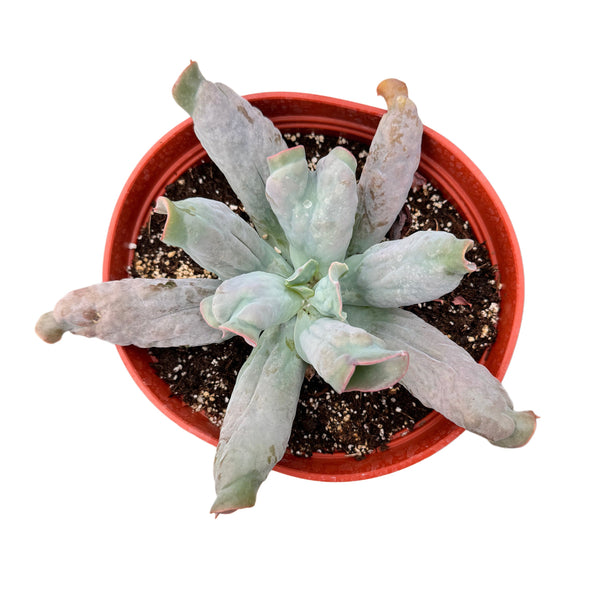 Echeveria Culibra