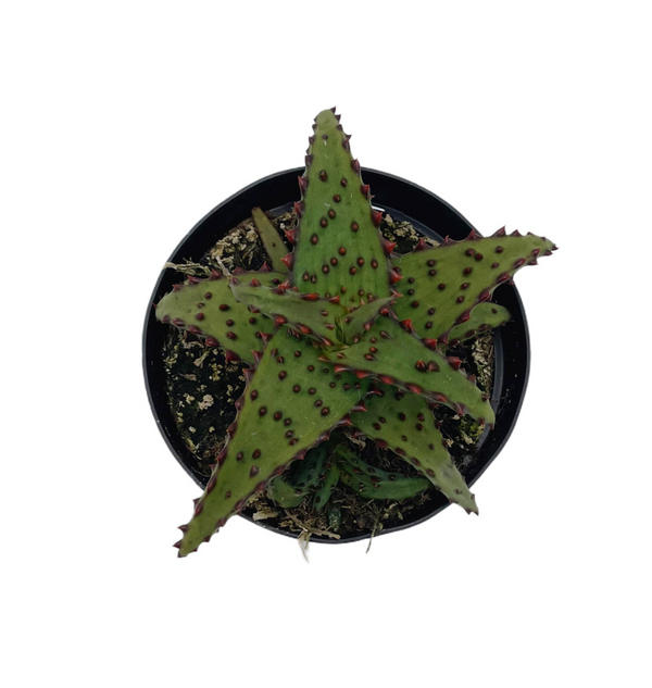 Aloe Castilloniae | Rare Aloes, Green Aloe with Red Teeth on body and Margins