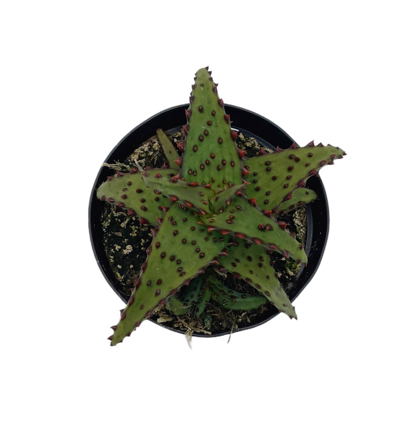 Aloe Castilloniae | Rare Aloes - Lazy Gardens