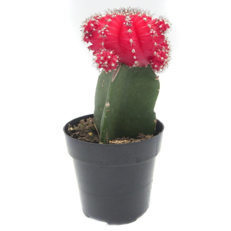 Gymnocalycium mihanovichii freidrichii | Moon Cactus