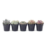 Pastel Succulents Variety Pack | Rosette Succulent Variety Pack