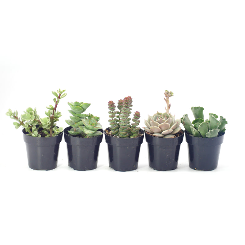 Beginner Plants Variety Pack | Easy Care Plant Variety Pack