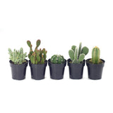 Assorted Cactus - Lazy Gardens