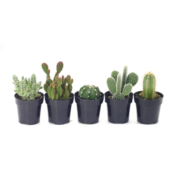 Cactus Variety Pack | Assorted Cacti Variety Packs