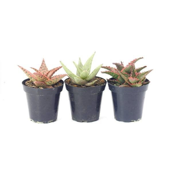 Aloe Variety Pack | Aloe Hybrid Variety Packs
