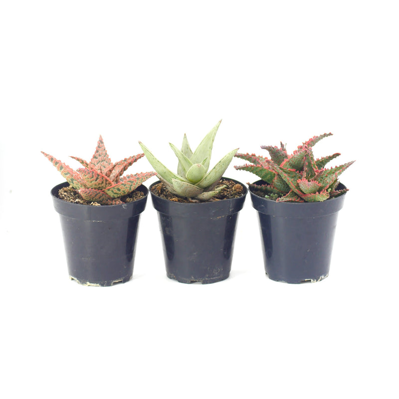 Assorted Star Aloe Hybrids