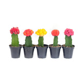 Assorted Moon Cactus - Lazy Gardens