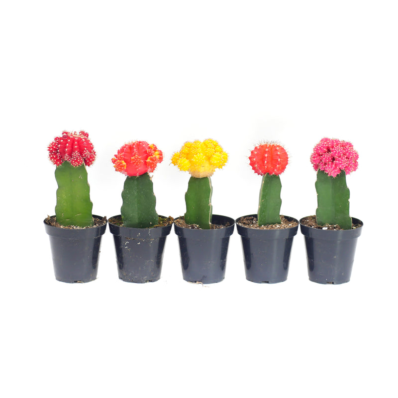 Assorted Moon Cactus