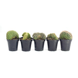 Crested Cactus Variety Pack | Crested Cacti Variety Pack