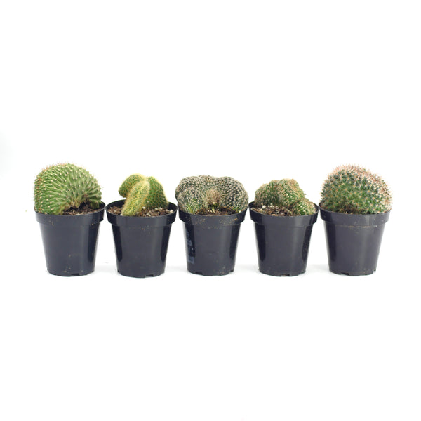 Assorted Crested Cactus