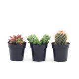 Mystery Plant Variety Pack | Succulent & Cactus Variety Pack