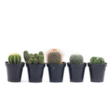 Assorted Cactus