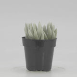 Senecio Haworthia | Cocoon Plant