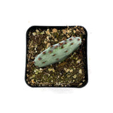 Opuntia macrocentra | Purple Prickly Pear - Lazy Gardens