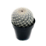 Mammillaria candida | Snowball Cactus - Lazy Gardens