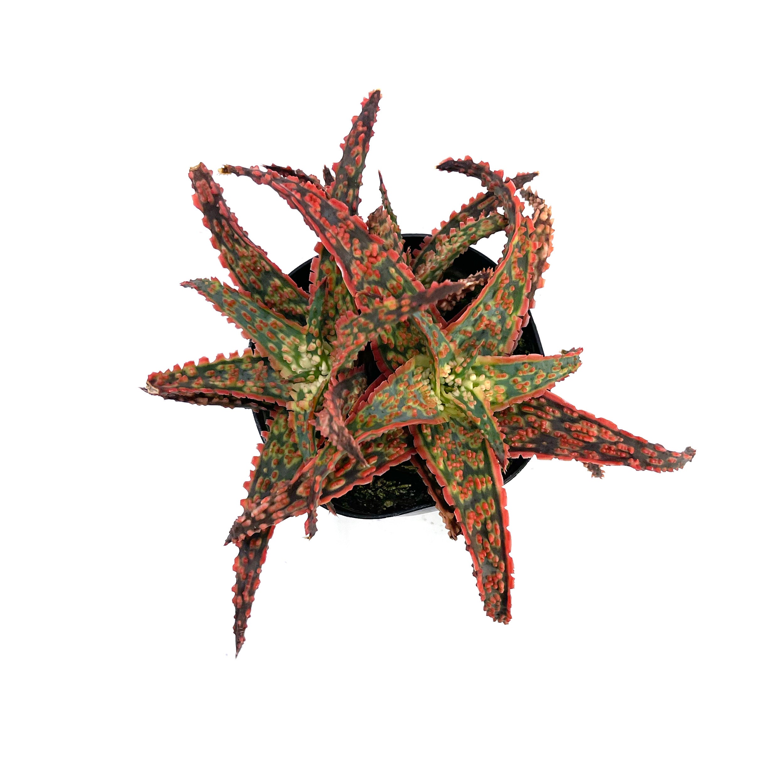 Aloe Crimson Dragon | Aloe Hybrid – Lazy Gardens