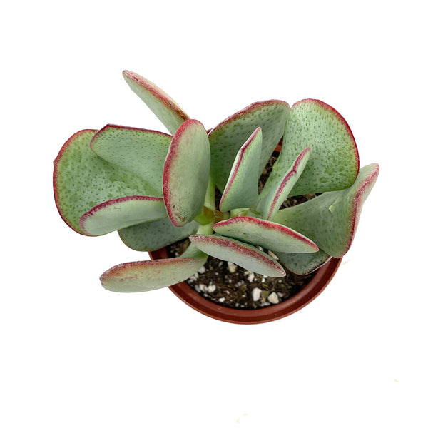 Crassula arborescens | Silver Dollar Jade