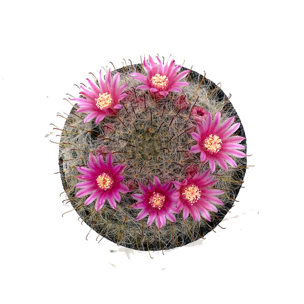 Mammillaria Bocasana | Powder Puff Cactus