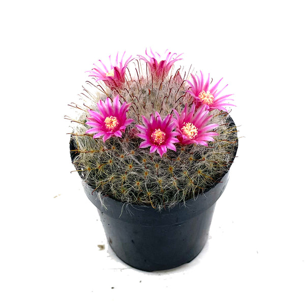 Mammillaria Bocasana | Powder Puff Cactus