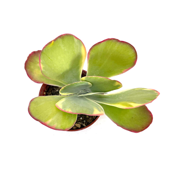 Kalanchoe Luciae variegata | Flapjacks Variegated