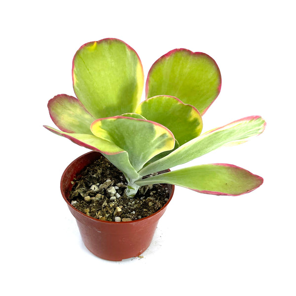 Kalanchoe Luciae variegata | Flapjacks Variegated