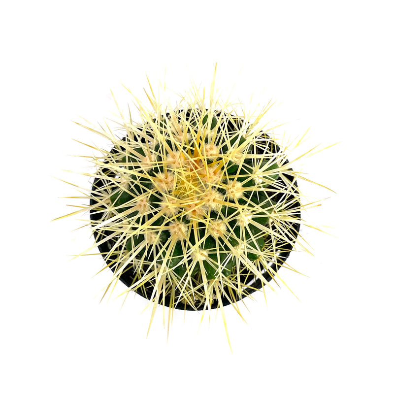 Golden Barrel Cactus | Echinocactus grusonii