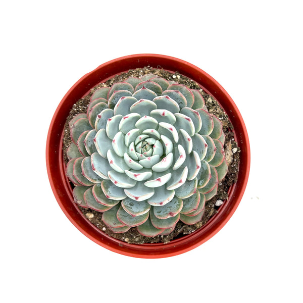 Echeveria Minima