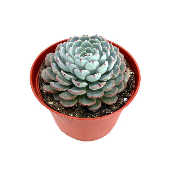 Echeveria Minima - Lazy Gardens