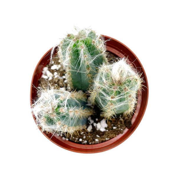 Pilosocereus Pachycladus | Wooly Blue Torch