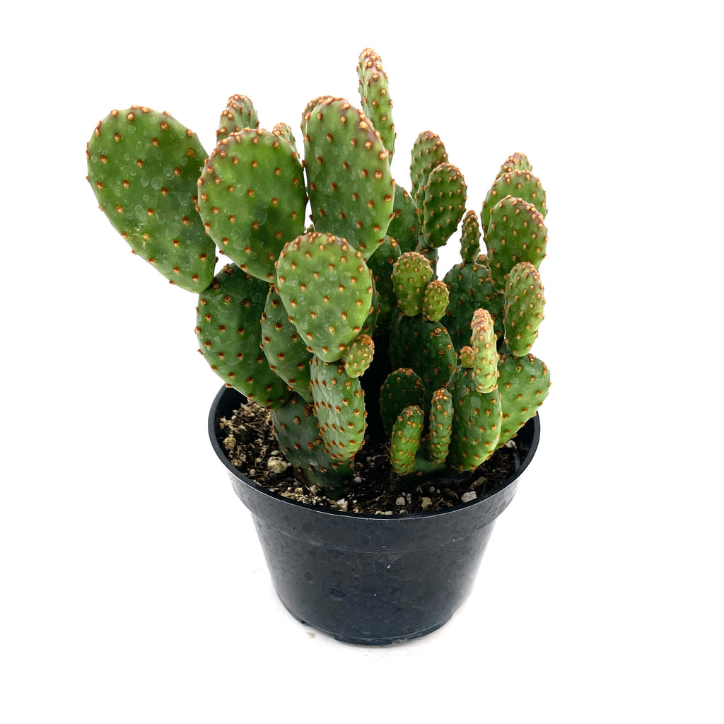 Opuntia rufiada minima 'Mini Cinnamon Cactus' – Leaf & Clay