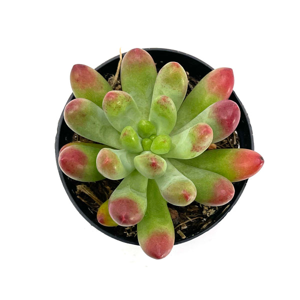 Sedum Pachyphyllum | Salsa