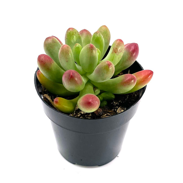 Sedum Pachyphyllum | Salsa