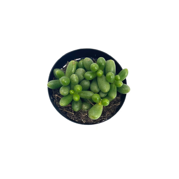 Sedum Hernandezii | Jellybean Plant