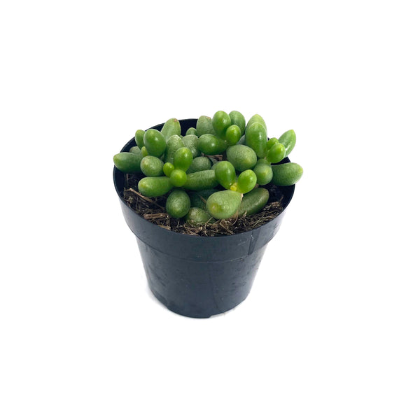 Sedum Hernandezii | Jellybean Plant