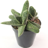 Gasteria Little Warty | Lawyer's Tongue - Lazy Gardens