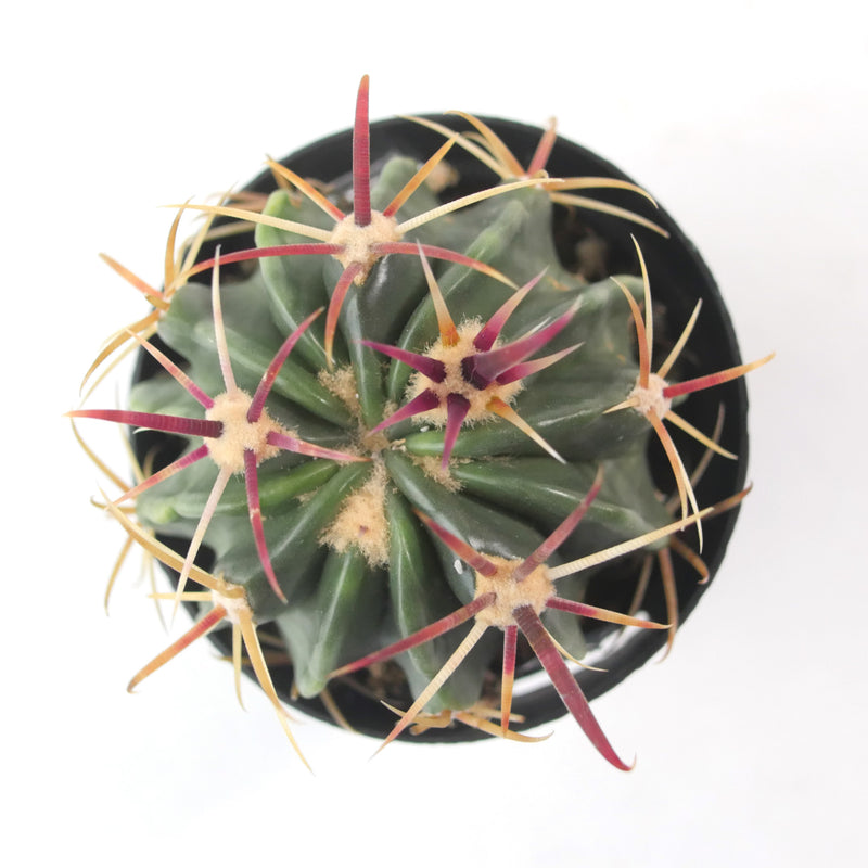 Ferocactus Latispinus | Devils Tongue Cactus