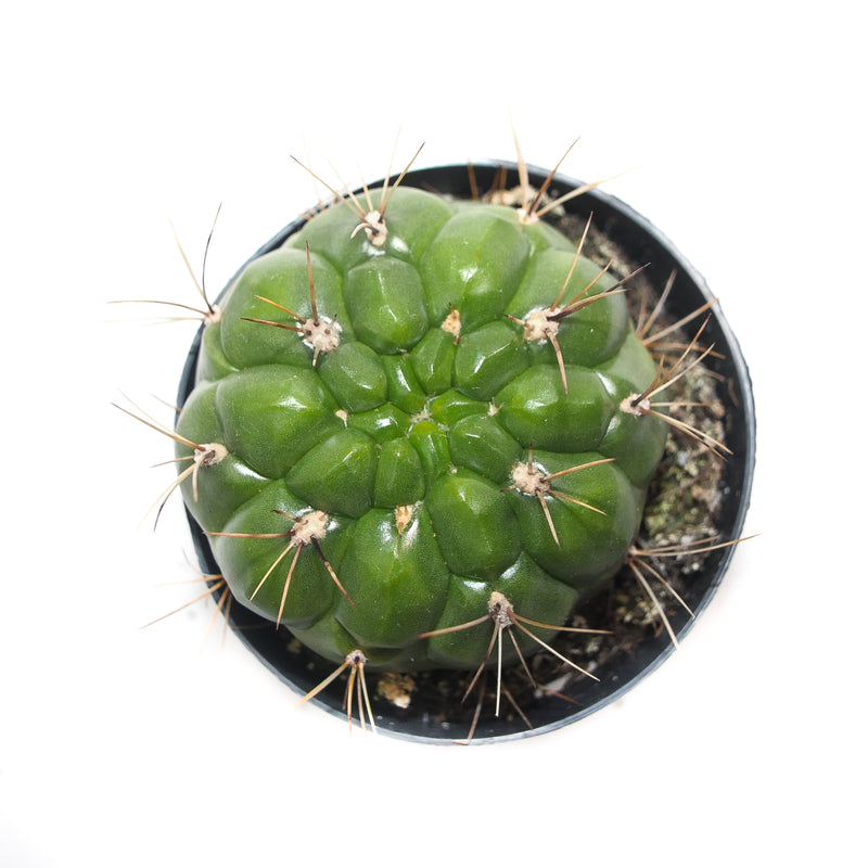 Gymnocalycium saglione | Giant Chin Cactus