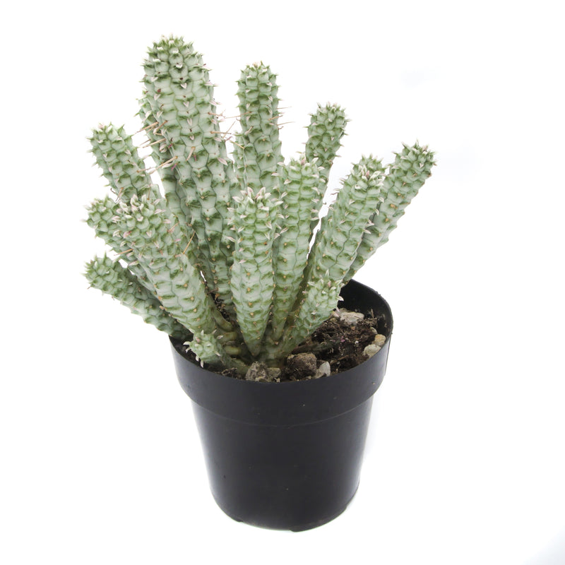 Euphorbia Mammillaris Variegata | Corn Cob Cactus Variegated