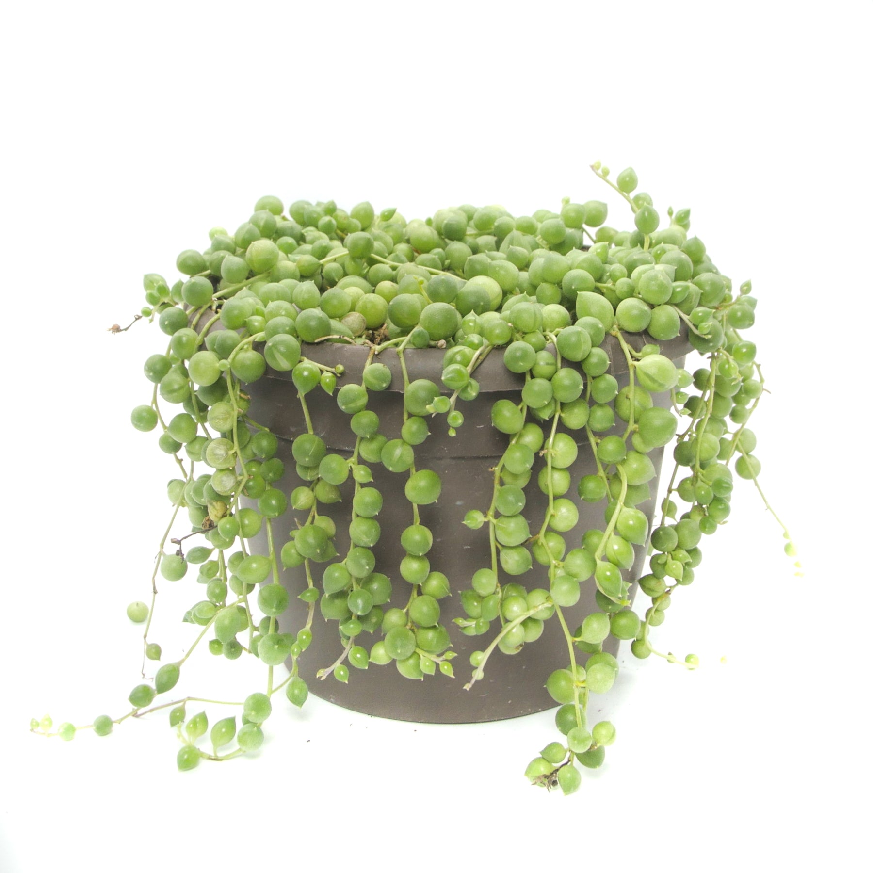 String of Pearls Plant - Elise Landscapes & Nursery