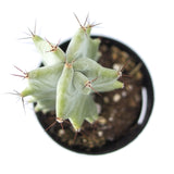 Ghost Organ Cactus | Stenocereus Pruinosus