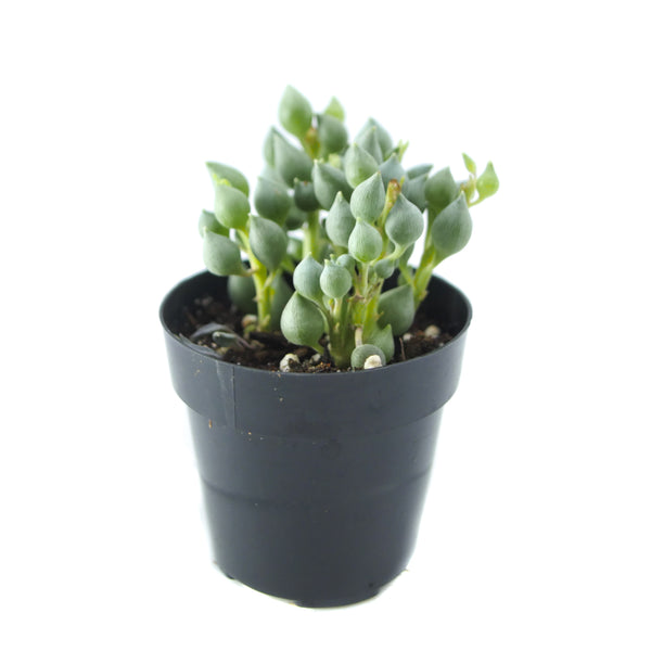 Senecio citriformis | String of Tears