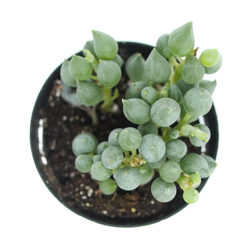 Senecio citriformis | String of Tears - Lazy Gardens