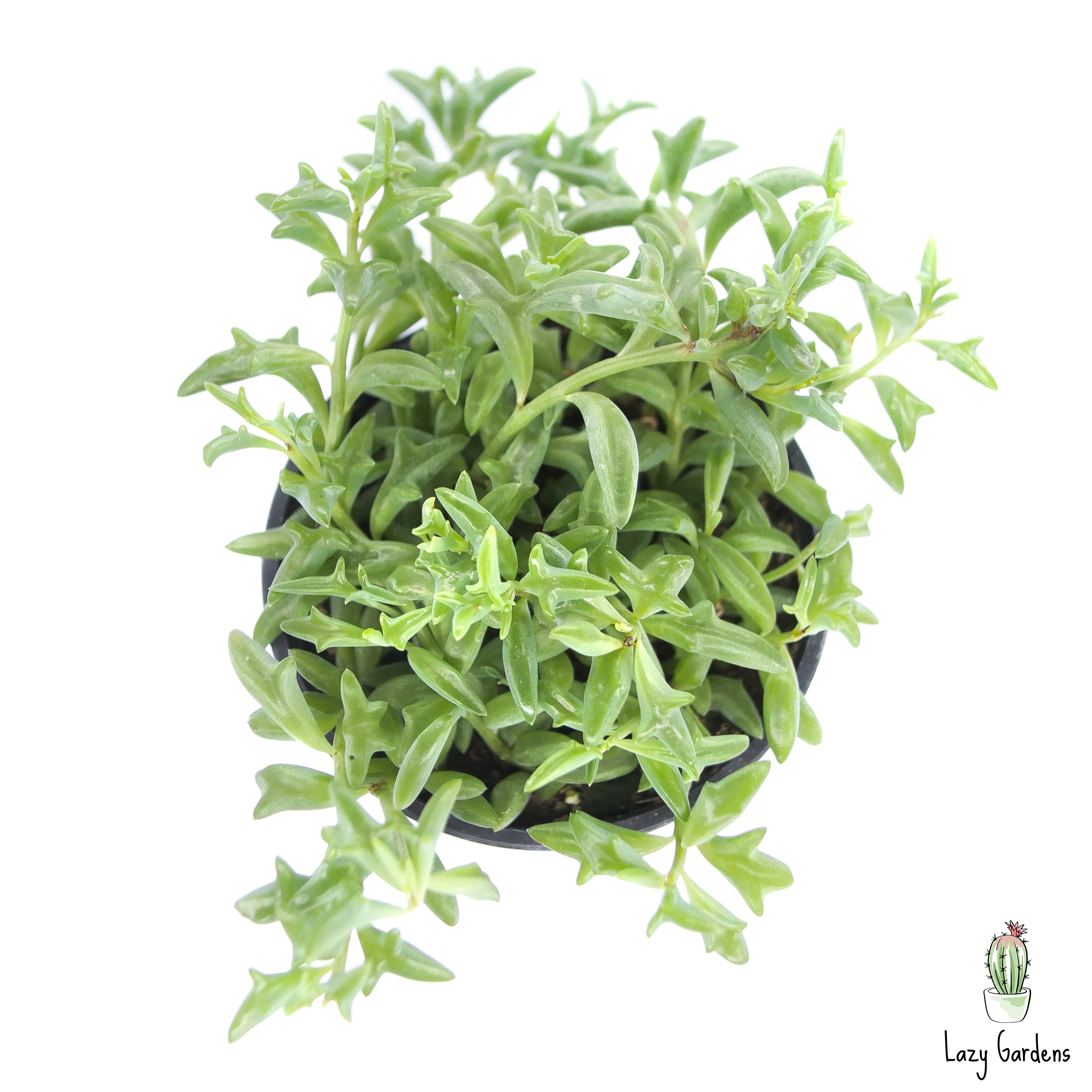 Senecio peregrinus | String of Dolphins – Lazy Gardens