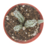 Senecio Stapeliiformis | Pickle Plant