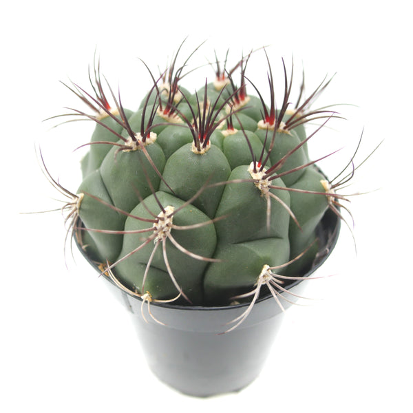 Gymnocalycium saglione | Giant Chin Cactus