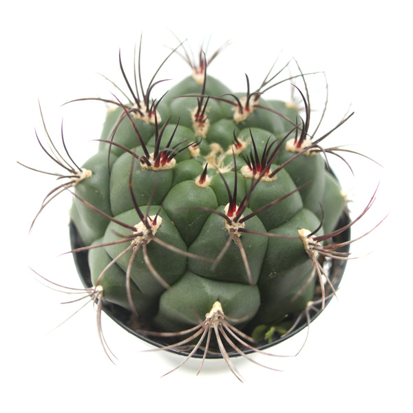 Gymnocalycium saglione | Giant Chin Cactus