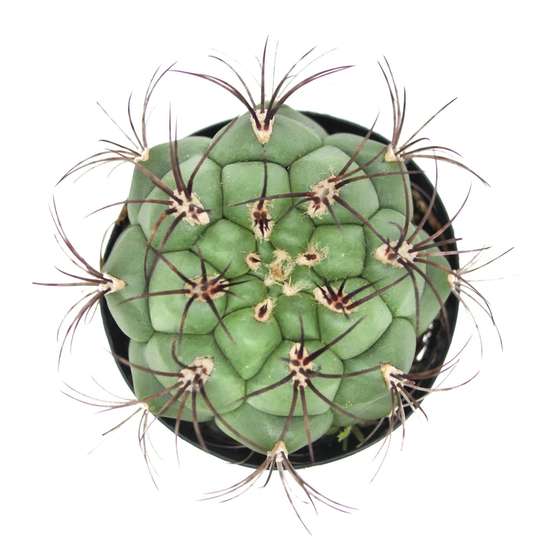 Gymnocalycium saglione | Giant Chin Cactus